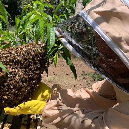 Agriturismo Il Sorbino - Appartamento Da Cocca Pian d'Alma 外观 照片