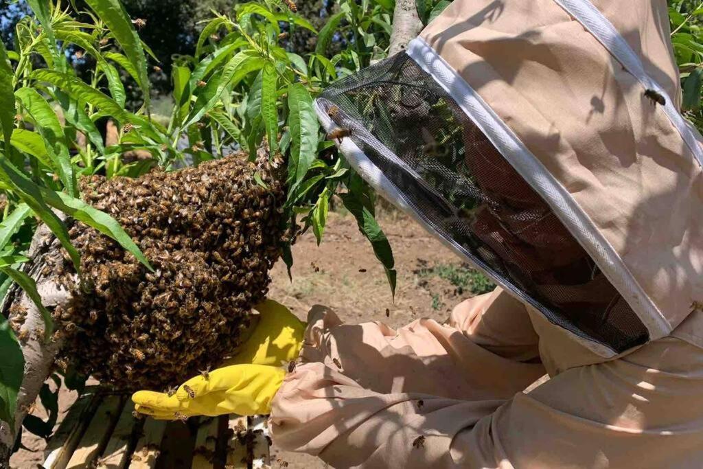 Agriturismo Il Sorbino - Appartamento Da Cocca Pian d'Alma 外观 照片