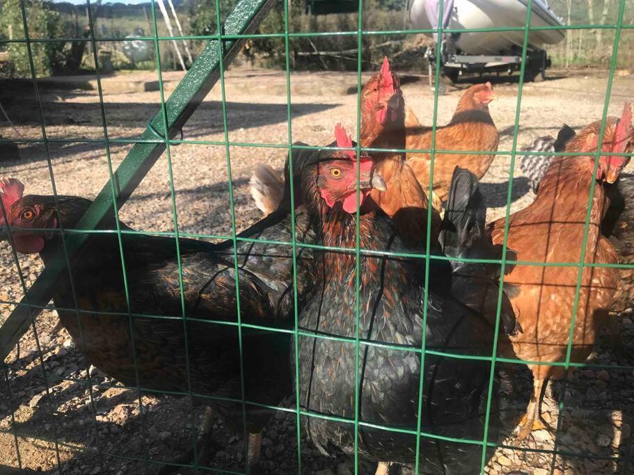 Agriturismo Il Sorbino - Appartamento Da Cocca Pian d'Alma 外观 照片