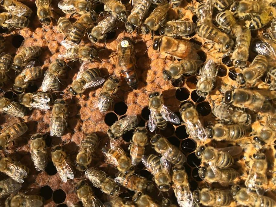Agriturismo Il Sorbino - Appartamento Da Cocca Pian d'Alma 外观 照片
