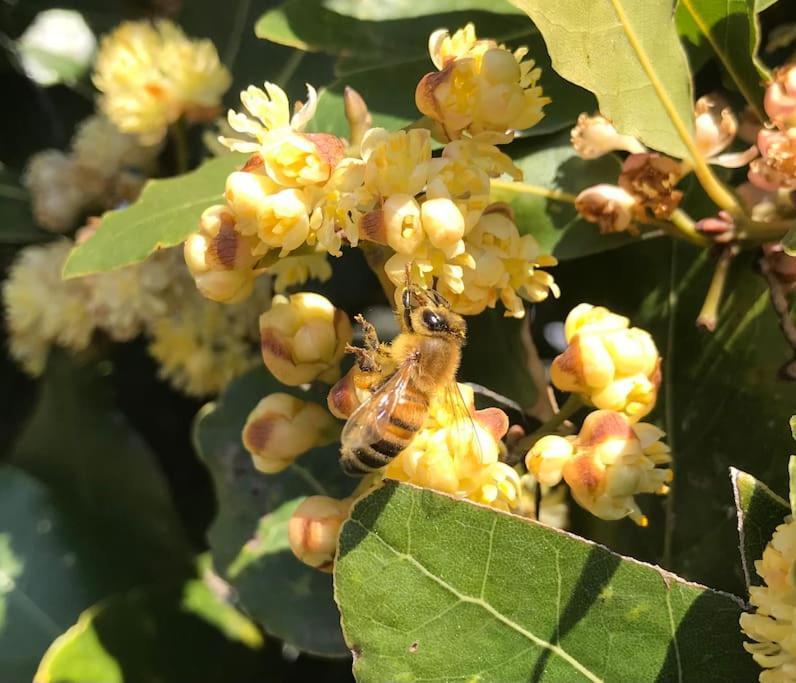 Agriturismo Il Sorbino - Appartamento Da Cocca Pian d'Alma 外观 照片