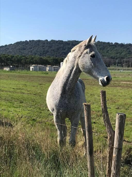 Agriturismo Il Sorbino - Appartamento Da Cocca Pian d'Alma 外观 照片