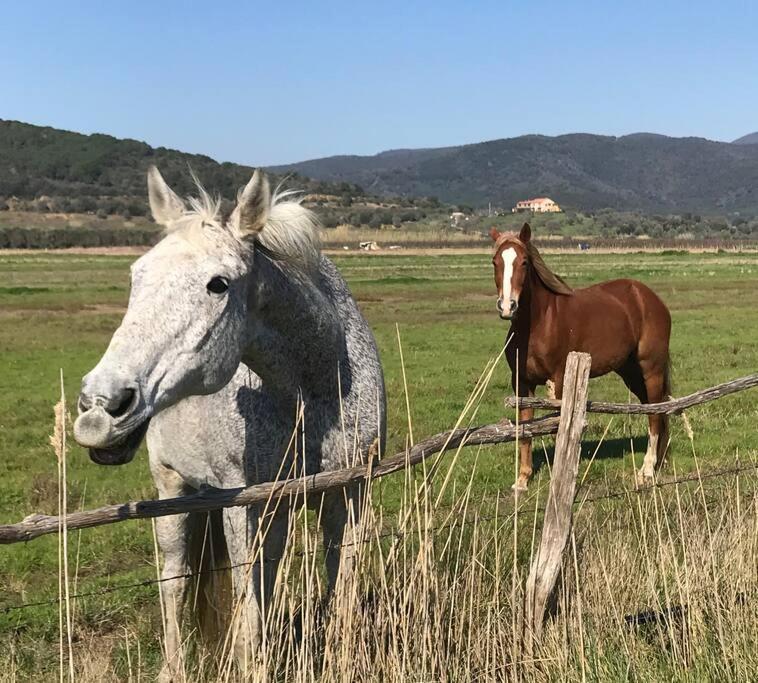 Agriturismo Il Sorbino - Appartamento Da Cocca Pian d'Alma 外观 照片
